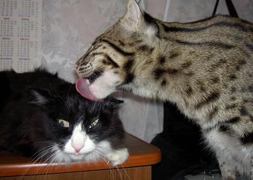 极速对铁壁,从F1新赛季启幕到活塞队古典防守的战术复兴