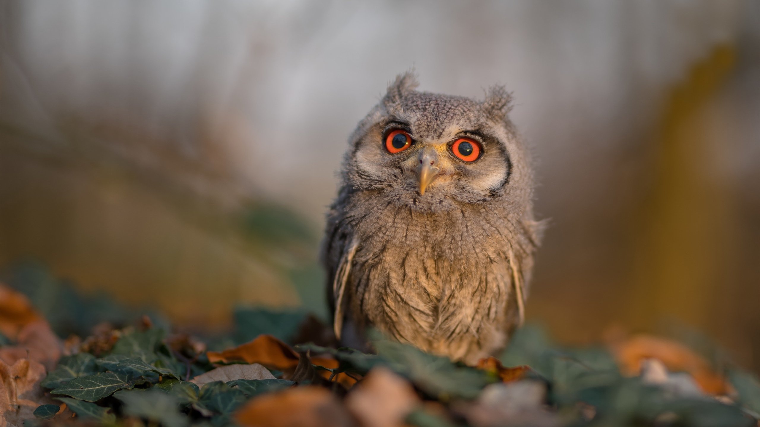 内马尔神级助攻!委内瑞拉惊天逆转沙特,美洲杯再现经典瞬间
